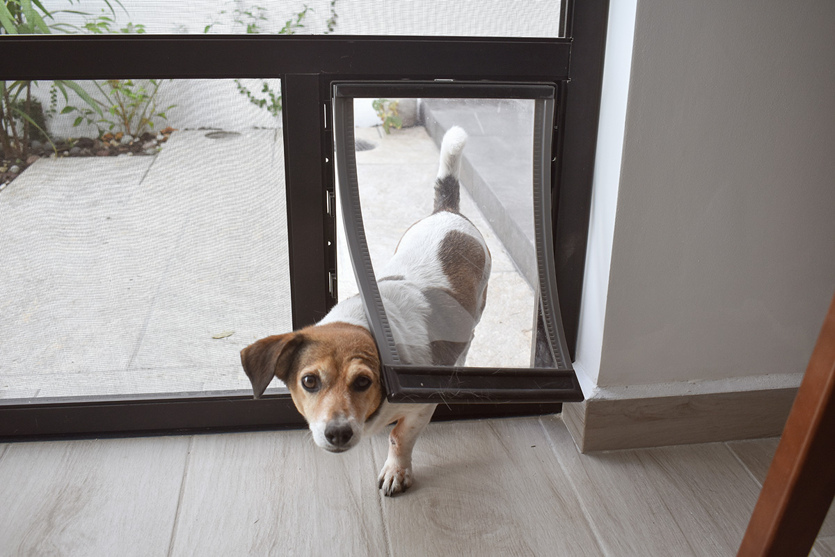 Pet door being used by a dog