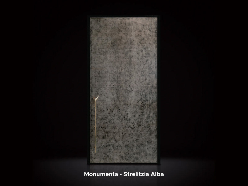 Monumenta - Strelitzia Alba